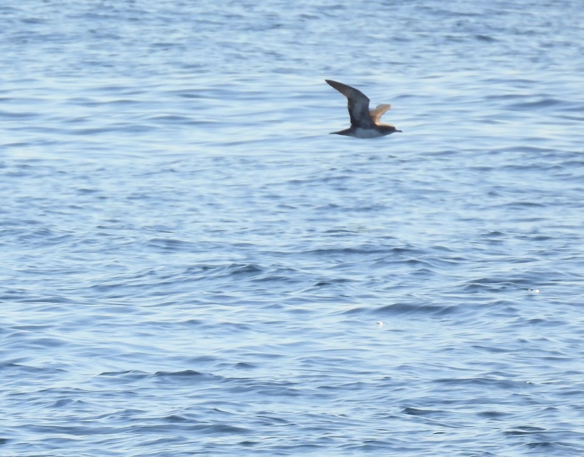 Pink-footed Shearwater - ML609267870