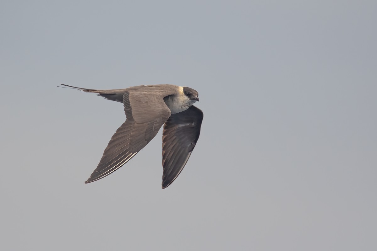 Long-tailed Jaeger - ML609267986