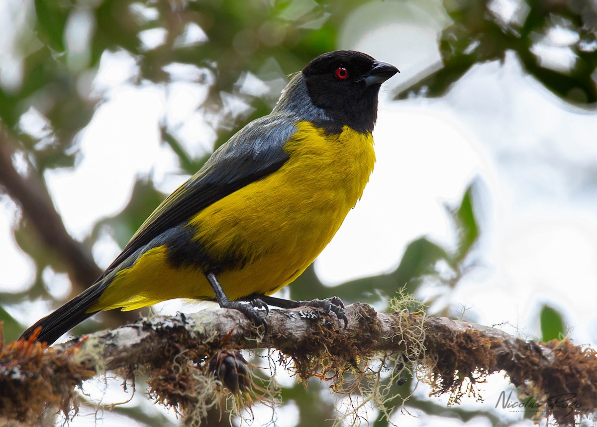 Hooded Mountain Tanager - ML609268091