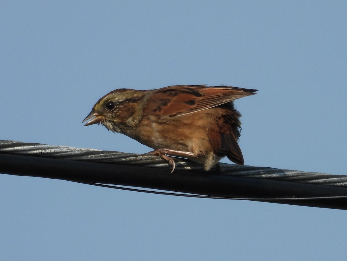 Swamp Sparrow - ML609268174