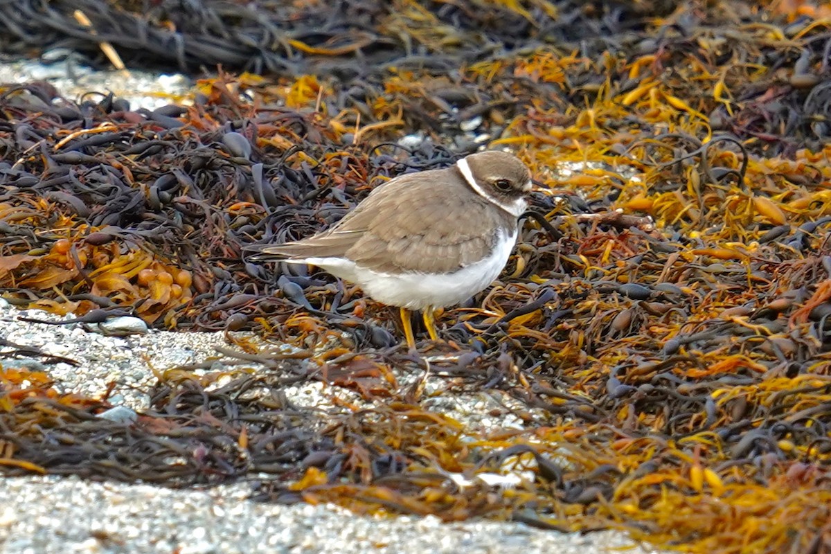 Semipalmated Plover - ML609268182