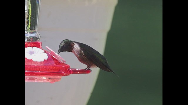Ruby-throated Hummingbird - ML609268321