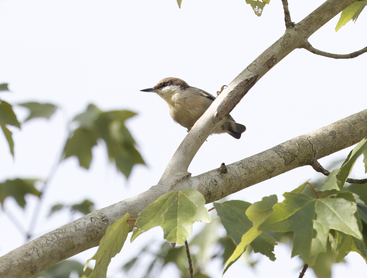 Brown-headed Nuthatch - ML609268765
