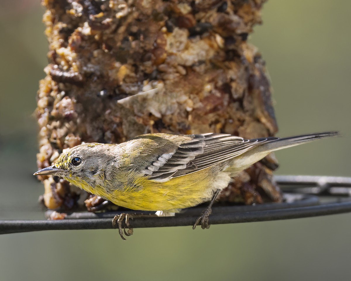 Pine Warbler - ML609268784