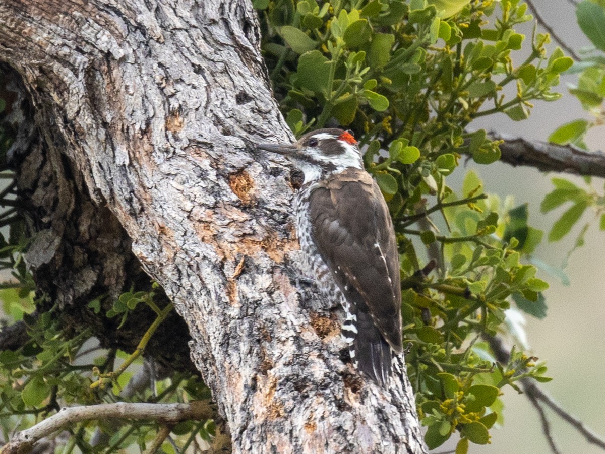 Arizona Woodpecker - ML609268917