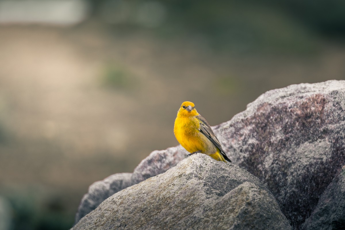Greater Yellow-Finch - ML609268971