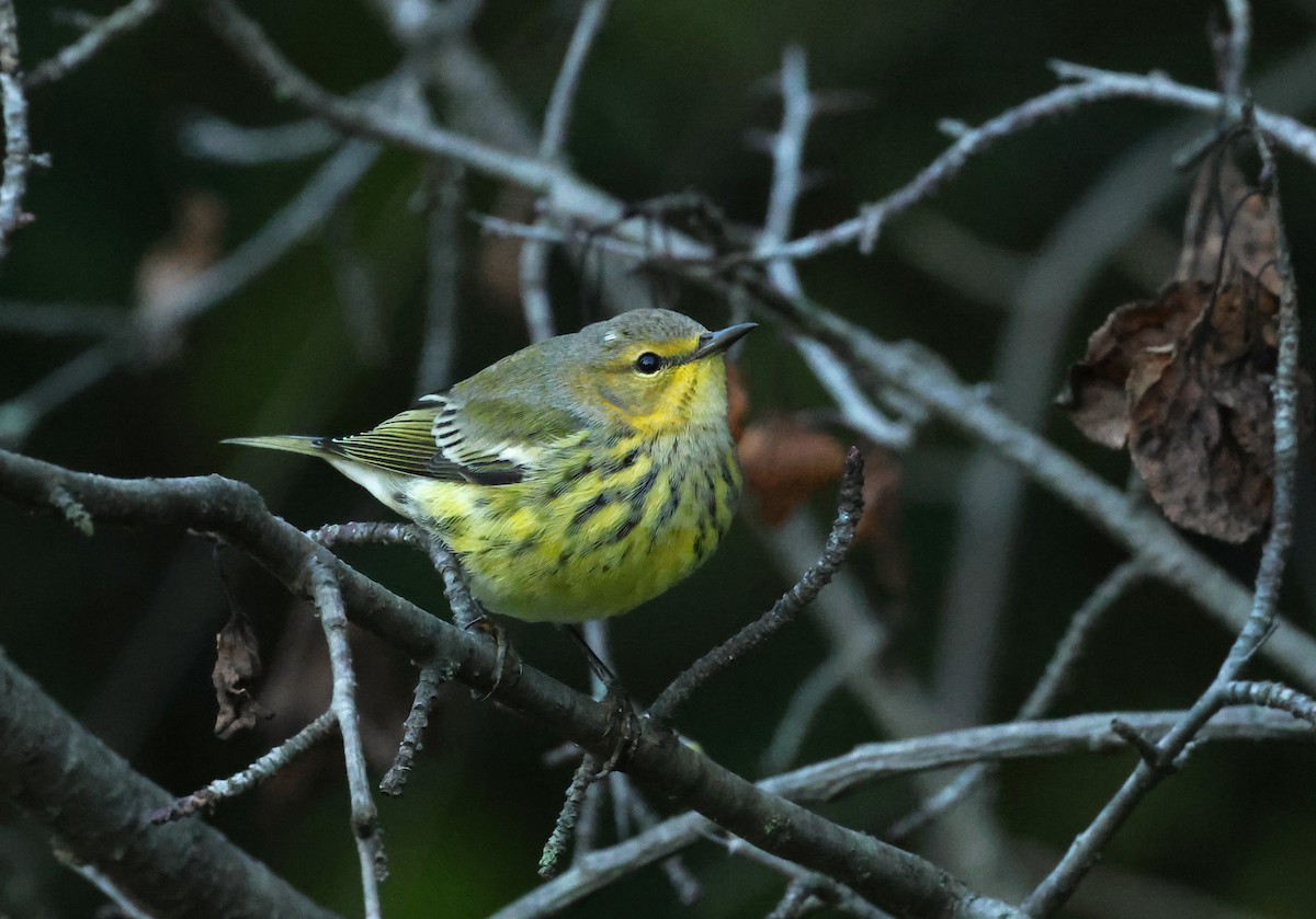 Cape May Warbler - ML609269014