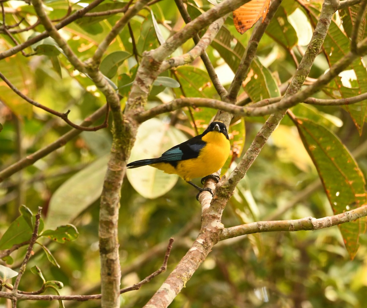 Blue-winged Mountain Tanager - ML609269602