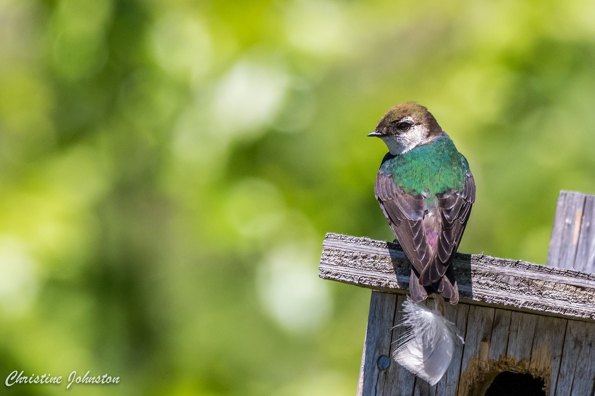 Violet-green Swallow - ML60926971