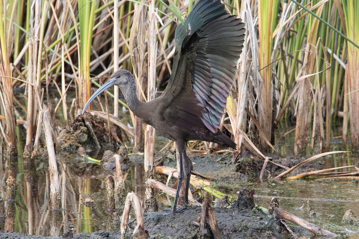 ibis americký - ML609269711