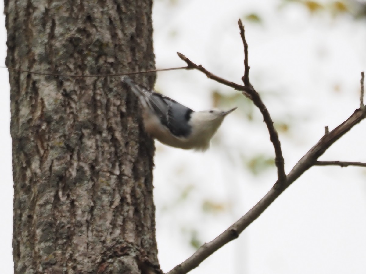 White-breasted Nuthatch - ML609269721
