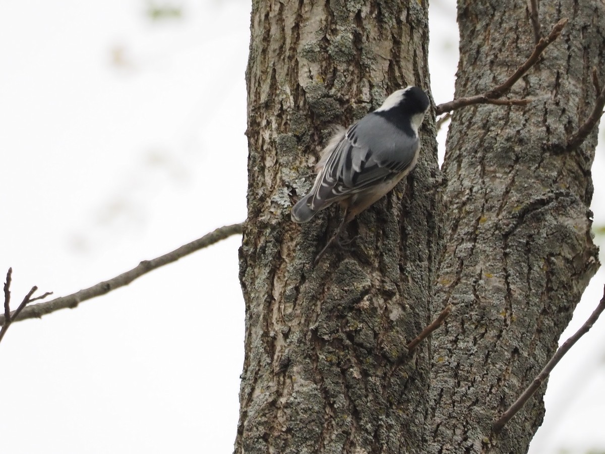 White-breasted Nuthatch - ML609269722