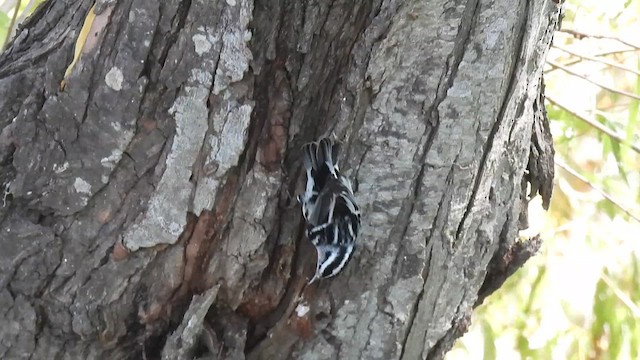 Black-and-white Warbler - ML609269762