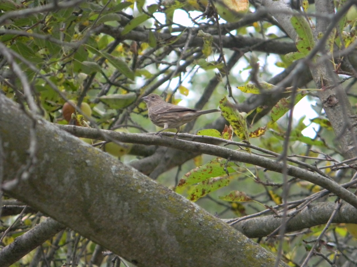 House Finch - ML609269997