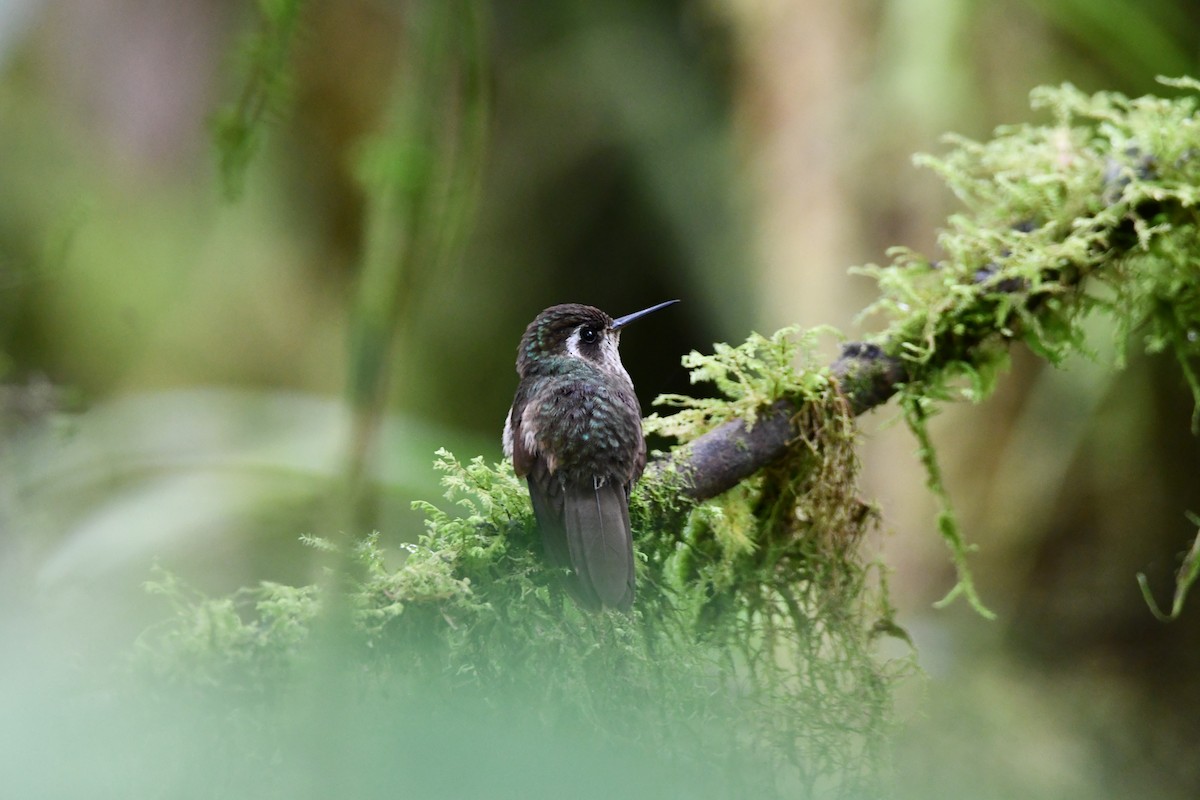 Speckled Hummingbird - ML609270062