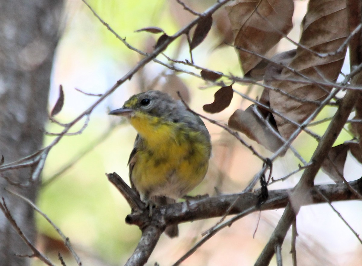 Pine Warbler - ML609270405