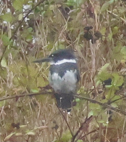 Belted Kingfisher - ML609271043