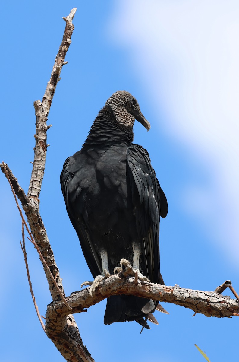 Black Vulture - ML609271080