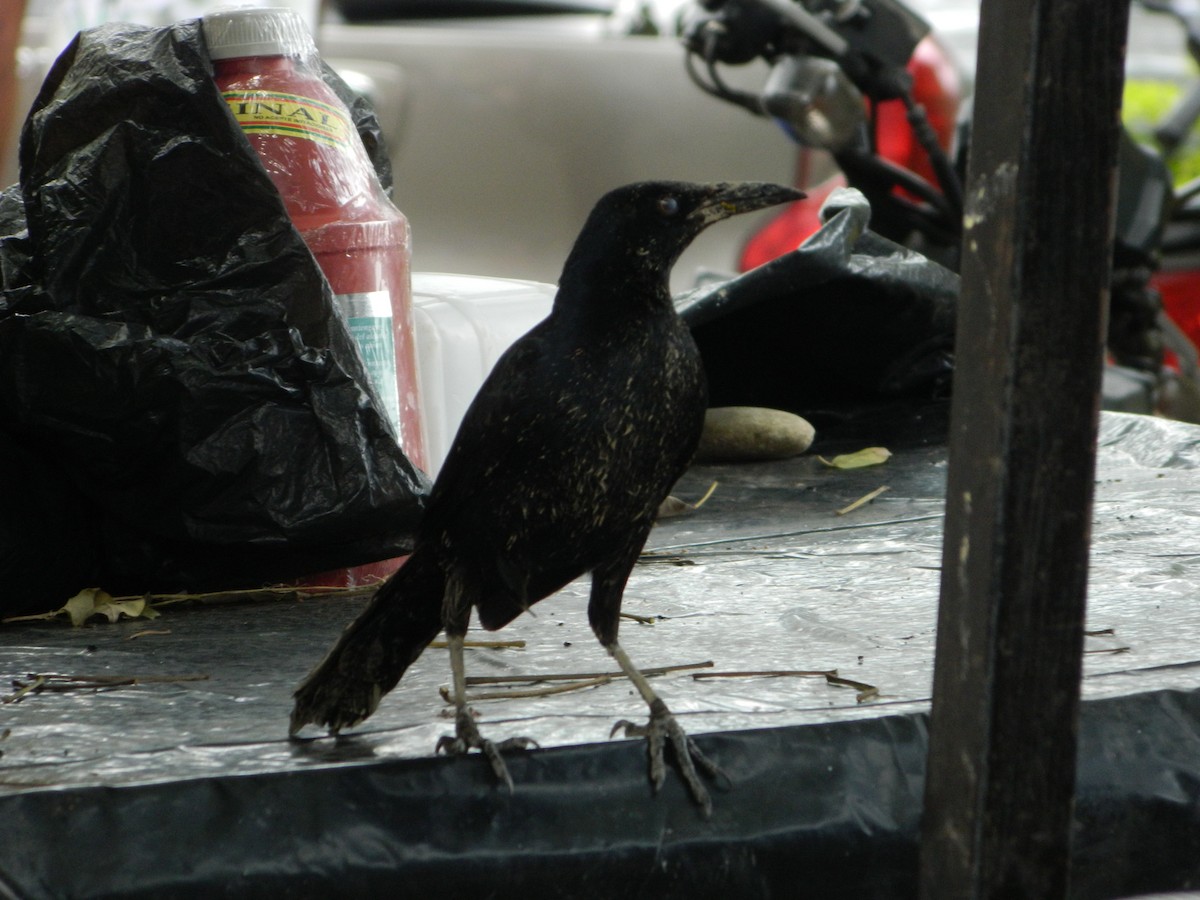Great-tailed Grackle - ML609271176