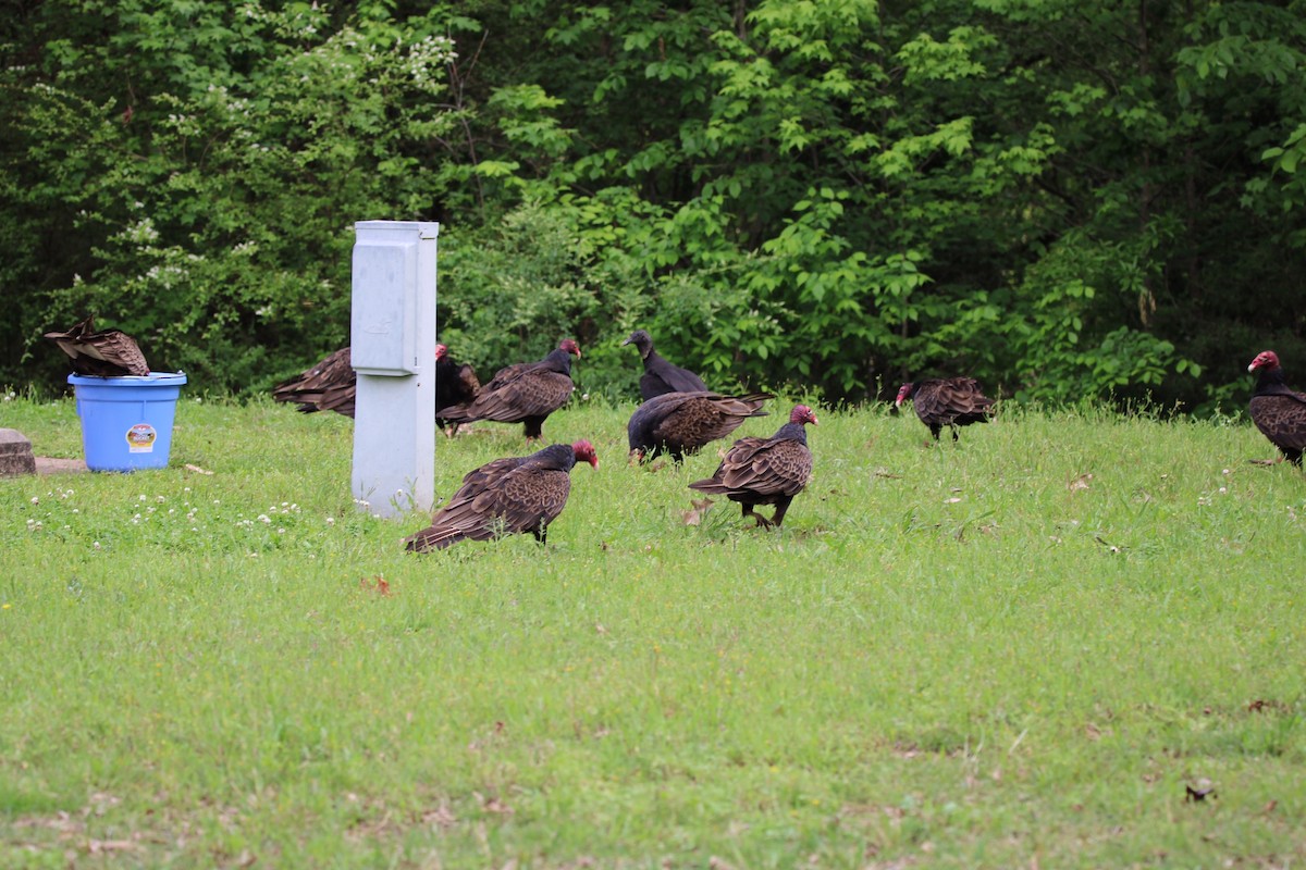 Black Vulture - ML609271319