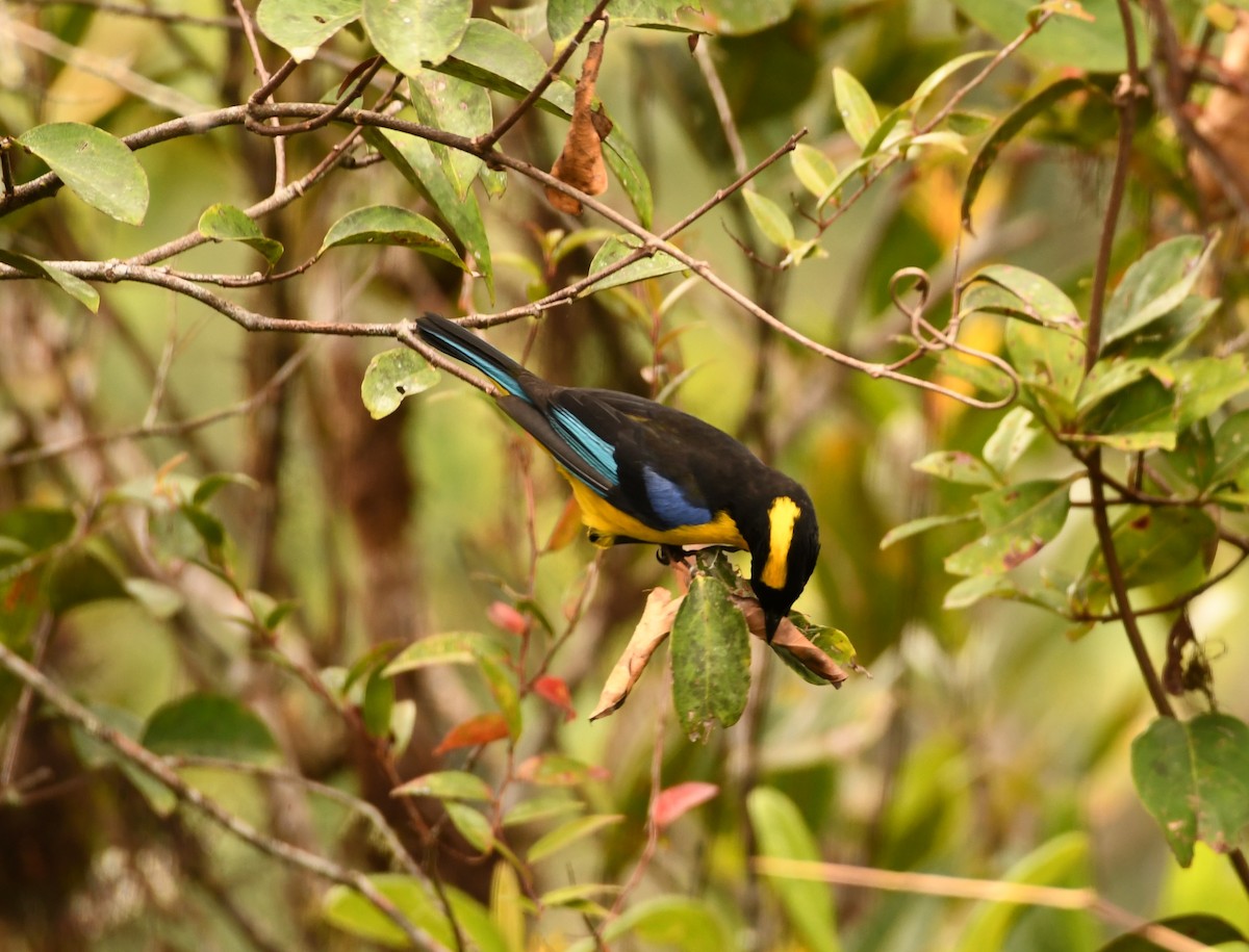 Blue-winged Mountain Tanager - ML609271348