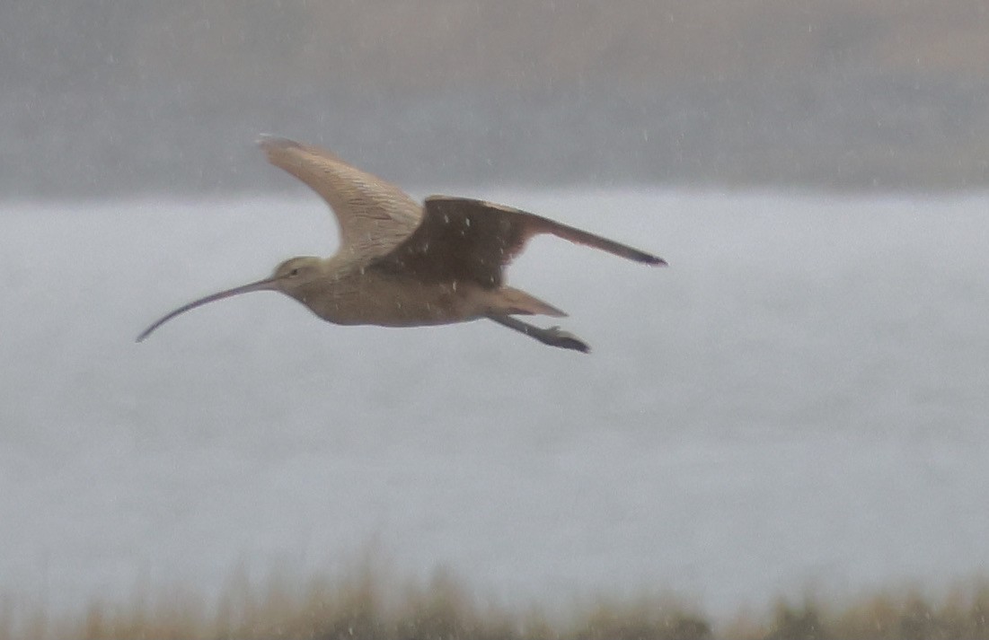 Long-billed Curlew - ML609271574