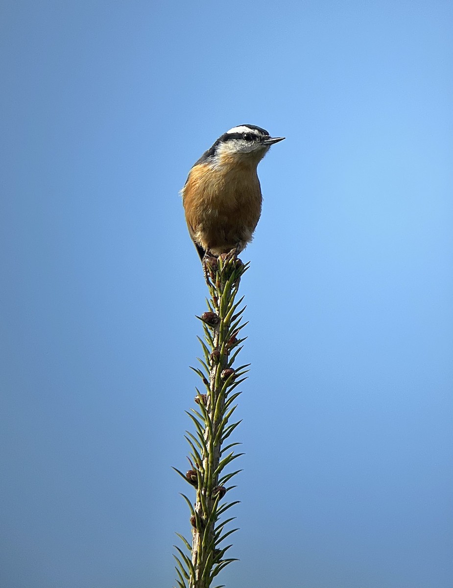 Red-breasted Nuthatch - ML609271677