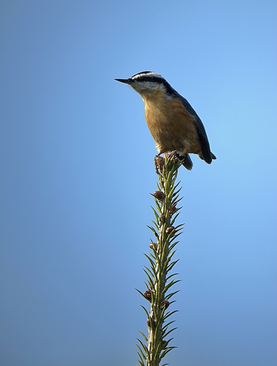 Red-breasted Nuthatch - ML609271678