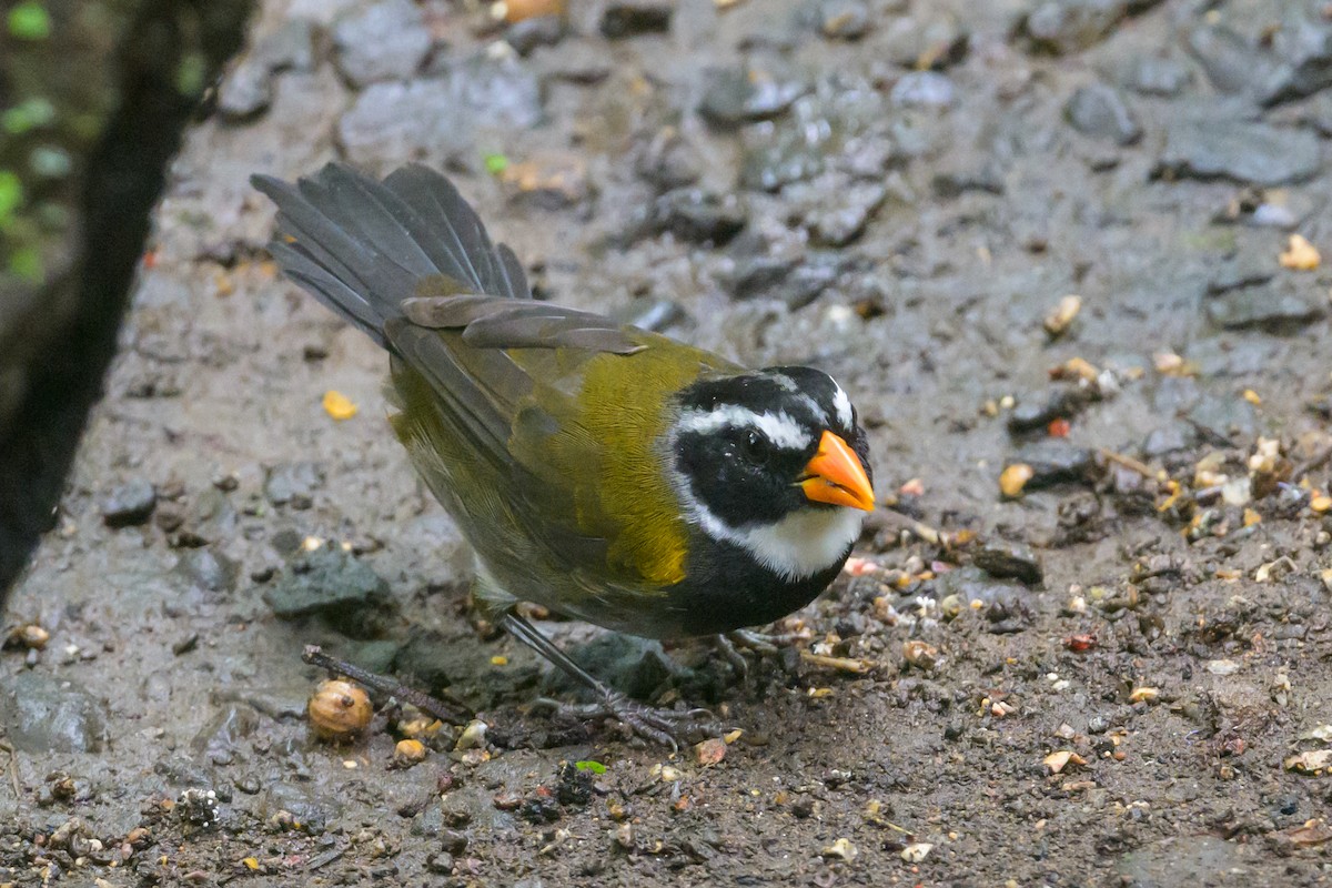 Orange-billed Sparrow - ML609271686