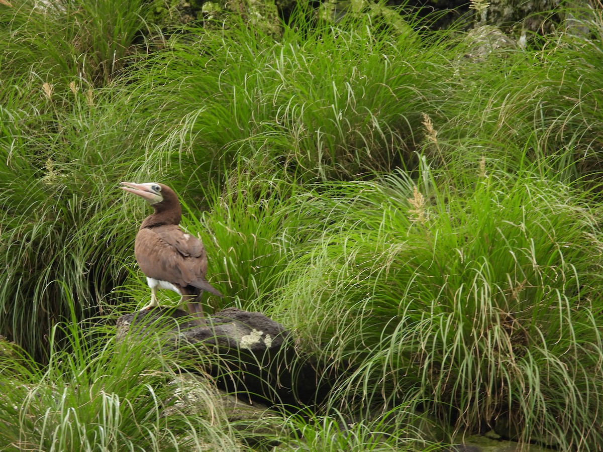 Brown Booby - ML609271691