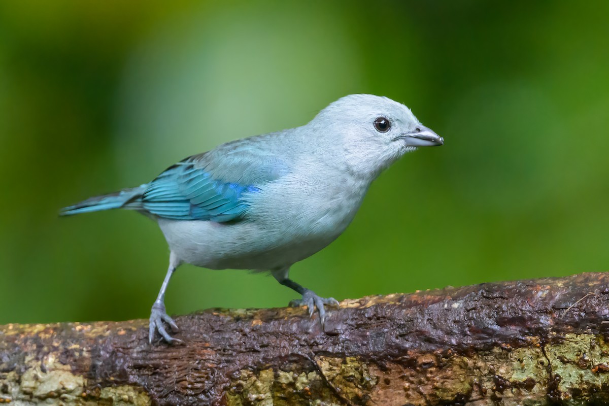 Blue-gray Tanager - ML609271725
