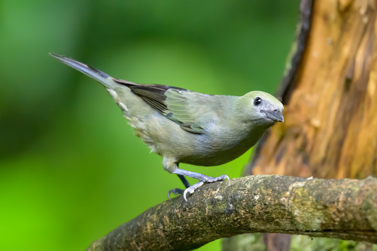 Palm Tanager - ML609271731