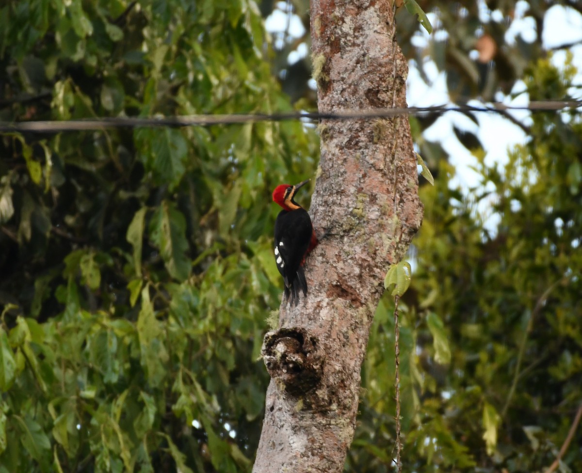 Crimson-bellied Woodpecker - ML609271761
