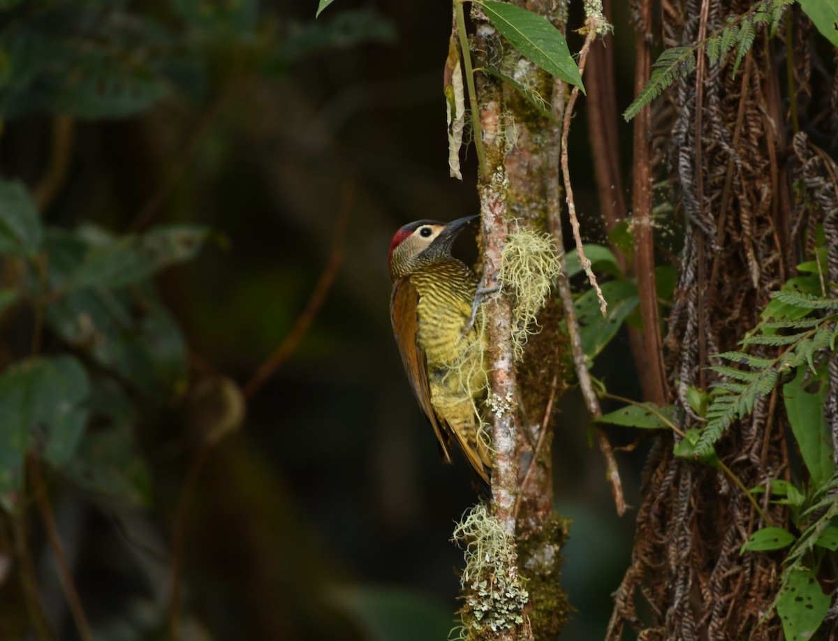 Golden-olive Woodpecker - ML609271794