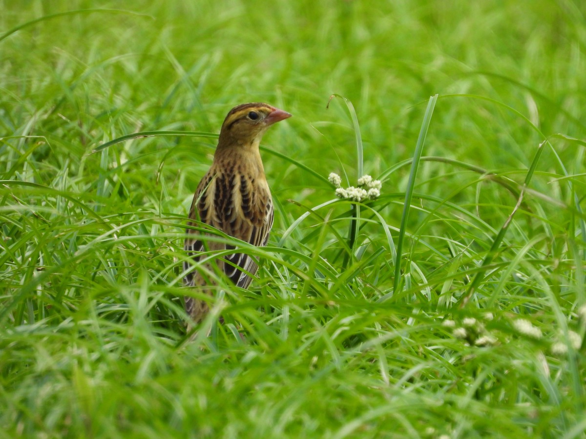 Bobolink - ML609271840