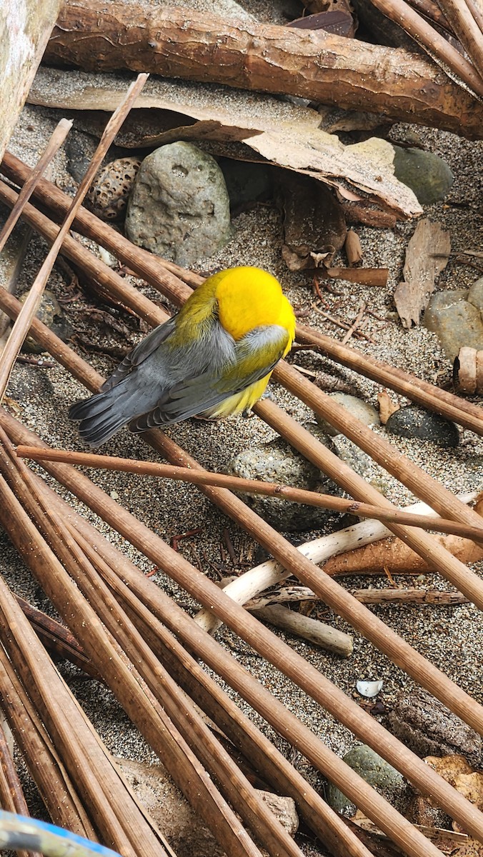 Prothonotary Warbler - ML609271862