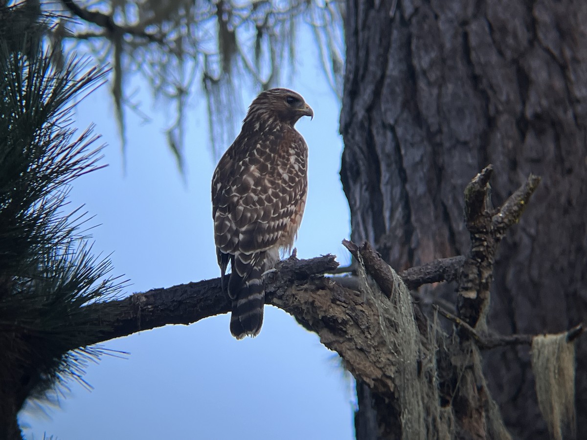 Red-shouldered Hawk - ML609271924