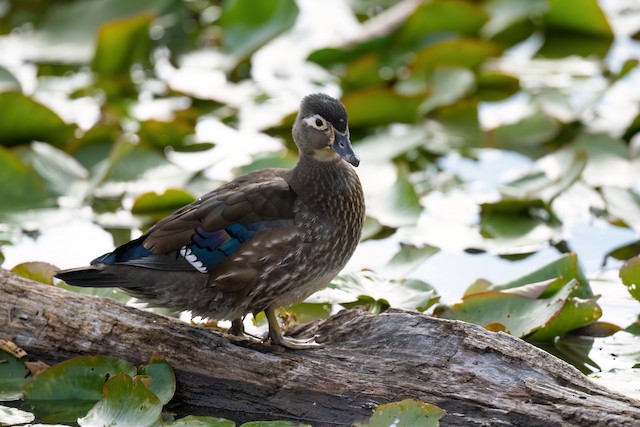 Wood Duck