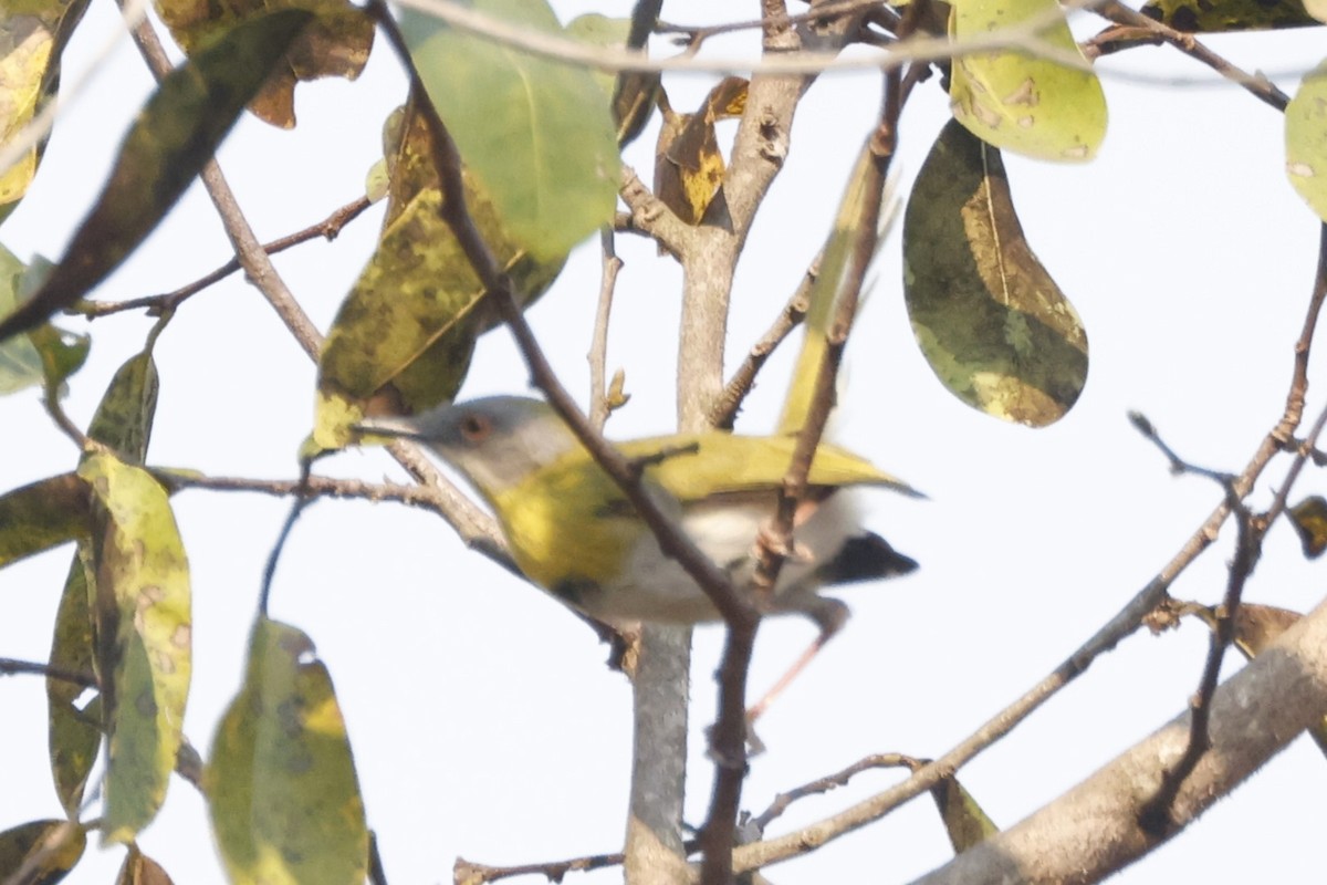 Yellow-breasted Apalis (Yellow-breasted) - John Mills