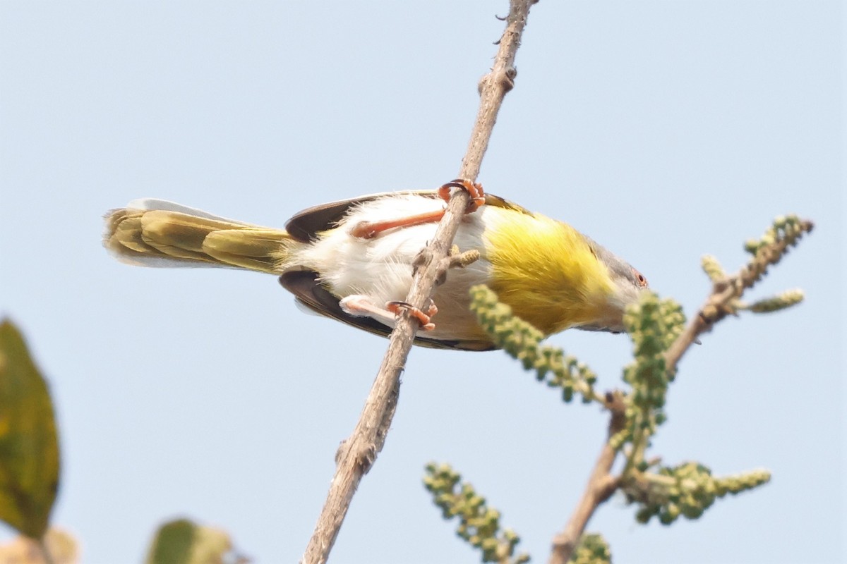 Yellow-breasted Apalis (Yellow-breasted) - ML609271963