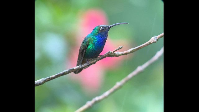 kolibřík azurovoprsý - ML609271990