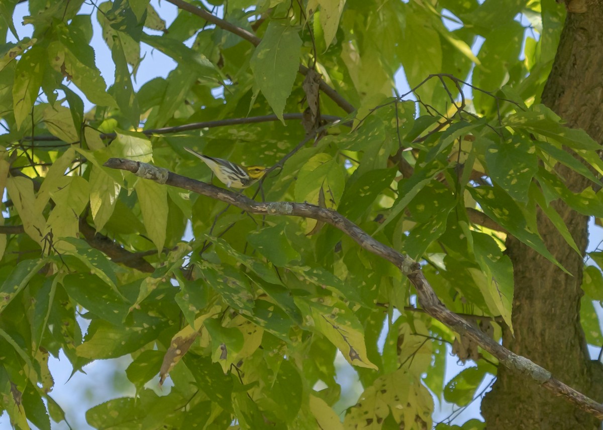 Black-throated Green Warbler - ML609272008