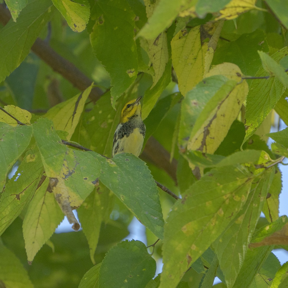 Black-throated Green Warbler - ML609272010