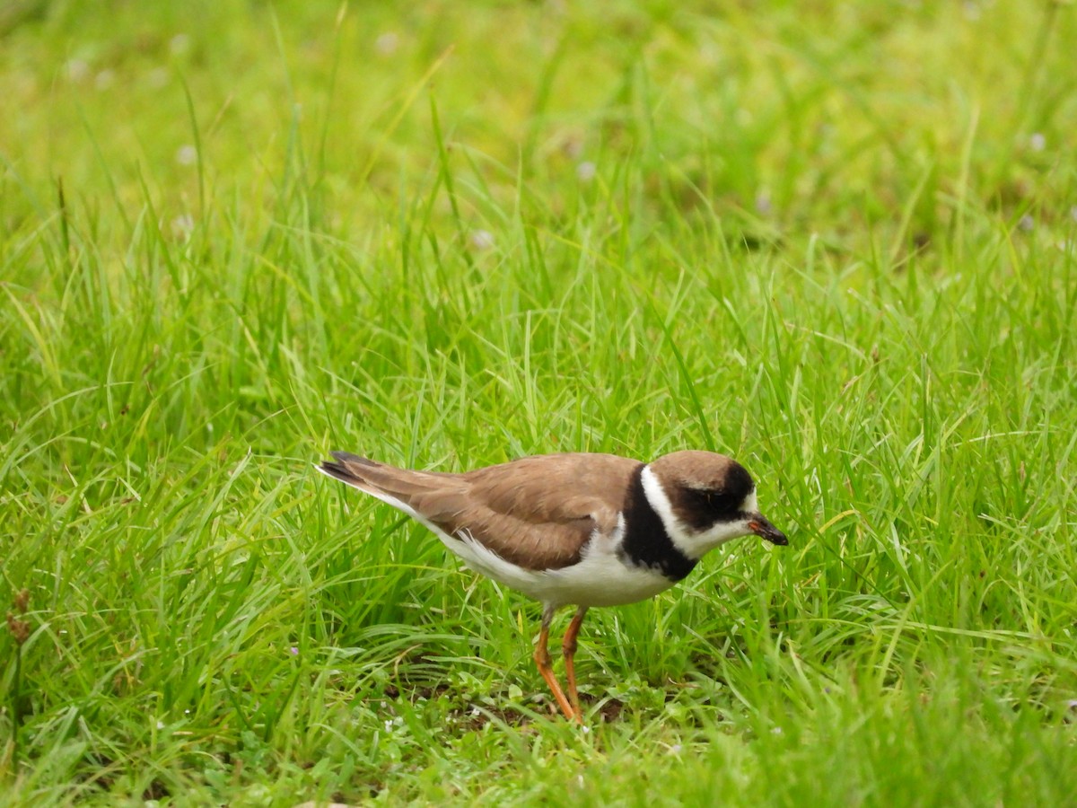 Semipalmated Plover - ML609272013
