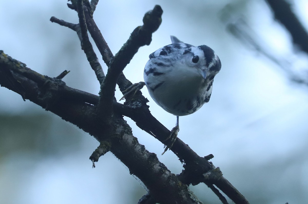 Black-and-white Warbler - ML609272055