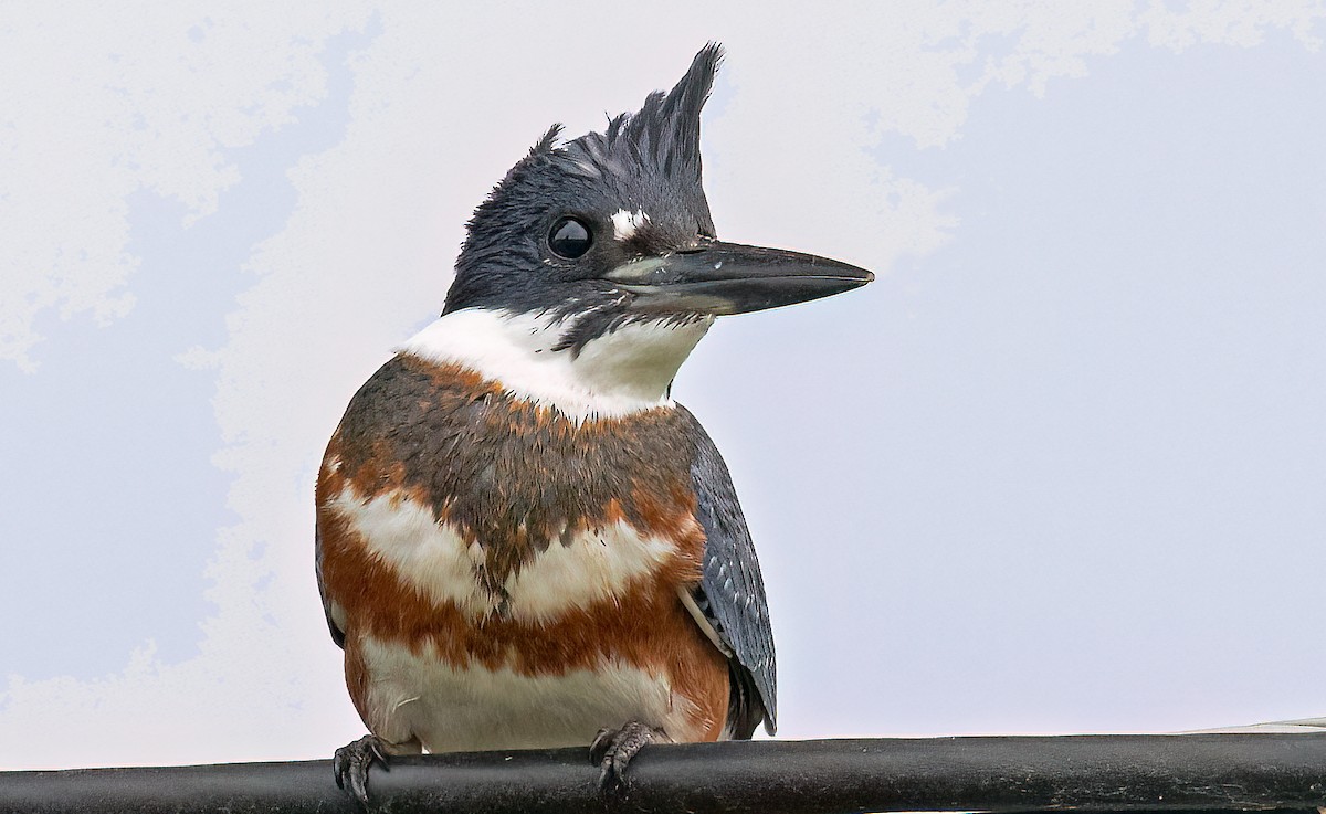 Belted Kingfisher - ML609272088