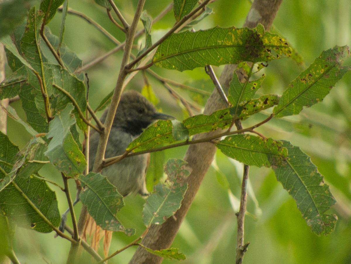 White-bellied Spinetail - ML609272103