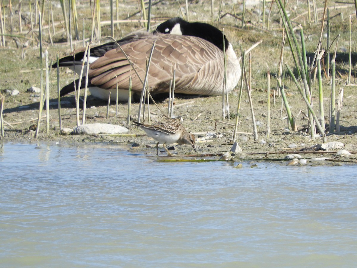 Bécasseau à poitrine cendrée - ML609272119