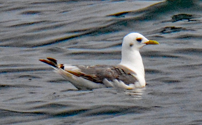 Mouette tridactyle - ML609272357