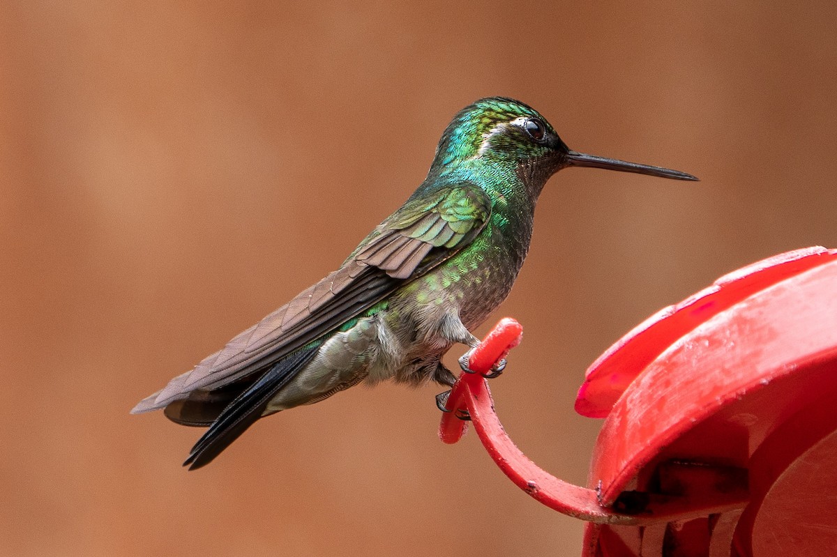 Purple-throated Mountain-gem - ML609272373